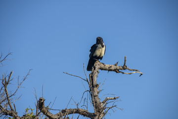 pied crow perched