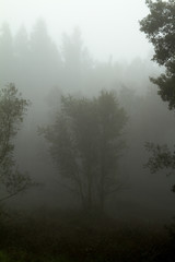 Foggy day XI