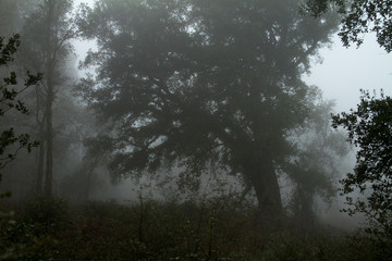 Foggy day IX