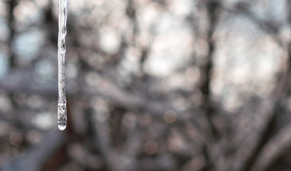 Icicle against the background of the sky and trees, blurred background.