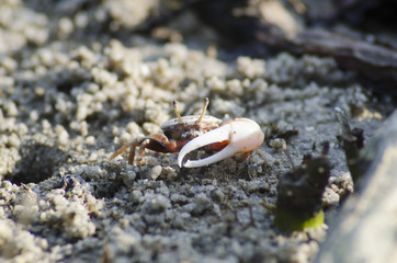 crab on moody sand 