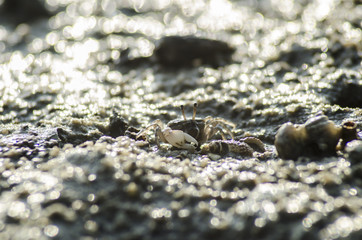 crab on moody sand 