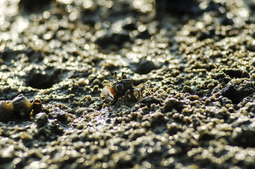 crab on moody sand 