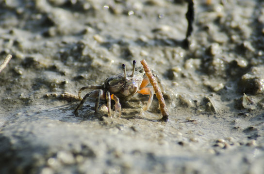 crab on moody sand 