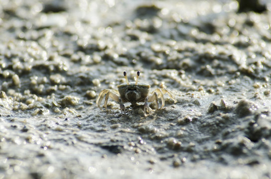 crab on moody sand 
