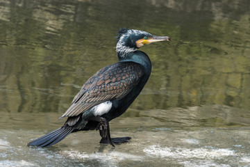 Portrait of an adult cormorant sitting on the ice edge, Netherlands