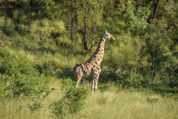 giraffe standing , early morning