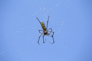 Asian spider in cobweb on blue sky background