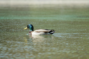 Primo piano di un maschio di Germano Reale, l'anatra più comune, mentre nuota in un lago