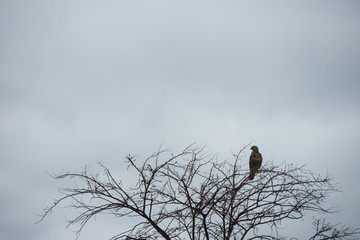 hawk in tree