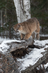 Obraz premium Female Cougar (Puma concolor) Moves on Log