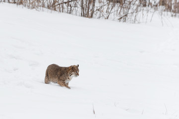 Bobcat (Lynx rufus) Walks Right Through Snow