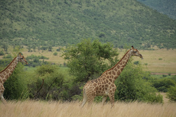giraffe walking through bush