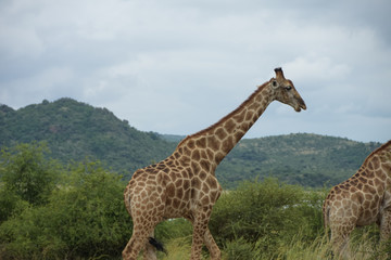 giraffe walking through bush
