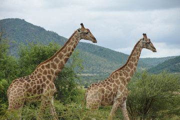 giraffe walking through bush