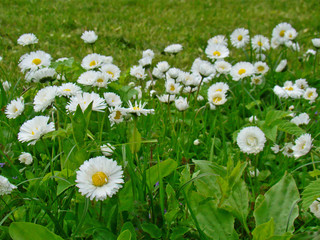 Daisies flowers in the grass