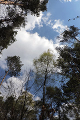 Trees seen from below, blue sky