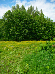 Obraz premium Spring sunlit meadow