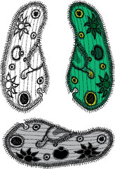 Obraz premium Сiliate simplest organism
