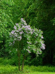 Violet lilac bush in bloom