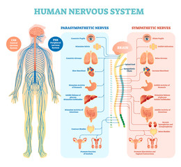 Human nervous system medical vector illustration diagram with parasympathetic and sympathetic nerves and all connected inner organs. - obrazy, fototapety, plakaty