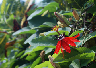 red dragon flower and green background