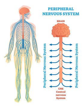 Peripheral nervous system, medical vector illustration diagram with brain, spinal cord and nerves. 