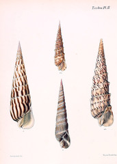 Illustration of shells.