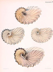 Illustration of shells.