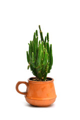 A small cactus in a pot.