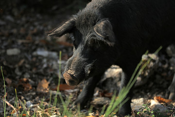 Fototapeta premium Frei lebendes Schwein auf Korsika bei der Futtersuche