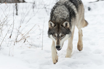 Obraz premium Grey Wolf (Canis lupus) Stalks Forward Close