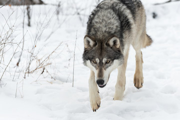 Grey Wolf (Canis lupus) Stalks Forward Close