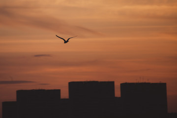 Silhouette of buildings and birds on the sunset