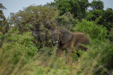 african elephant eating by large tree
