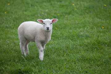 kleines weißes Lamm steht auf einer Weide, guckt in die Kamera