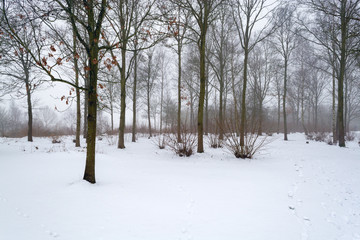Thin forest on the slope of snow-covered hill againt foggy background 1 