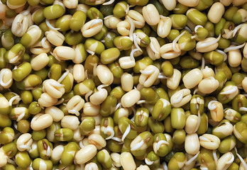 Background from sprouted mung bean