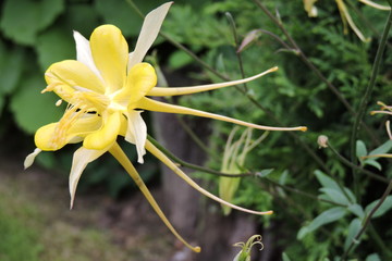 A yellow flower in close-up © E-lona