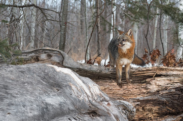 Grey Fox (Urocyon cinereoargenteus) Stands Atop Log Looking Left