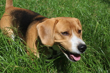 Beagle dog hunting in the grass