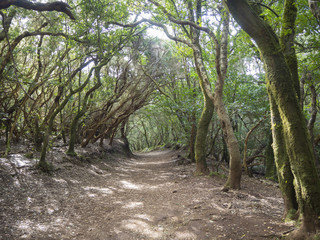 Fototapeta premium narrow footpath on Sendero de los Sentidos path od the senses in mystery primary Laurel forest Laurisilva rainforest with old green mossed tree and in anaga mountain, tenerife canary island