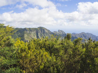 Fototapeta na wymiar view point in anaga mountain sharp peaks with green cypress bush and blue sky white clouds background, tenerife canary island spainlue sky white clouds background, tenerife canary island spain