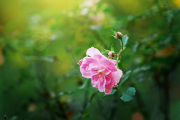 Rose on a Bush in the garden.