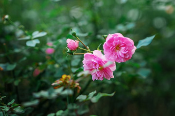Rose on a Bush in the garden.