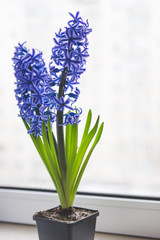 A flower of hyacinth in a pot stands near a window.