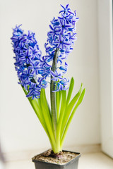 A flower of hyacinth in a pot stands near a window.