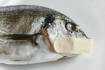 A dead fish tells no tales if it's got a patch on its mouth (old saying). Symbolic close-up shot: mute as a, censored.

