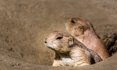 Prairie dog couple woke up in morning