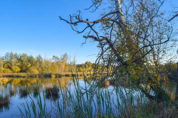 Obraz premium View through reed over a pond in a nature reserve, no clouds, blue sky, trees mirroring in water, Schwenninger Moos, Germany